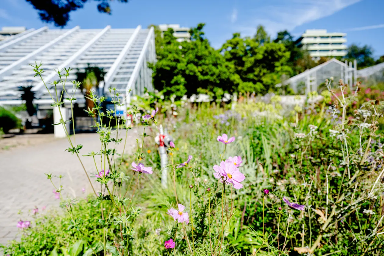 Botanischer GArten in der Sonne, im Vordergrund bunte Blumen, im Hintergrund ein Gewächshaus
