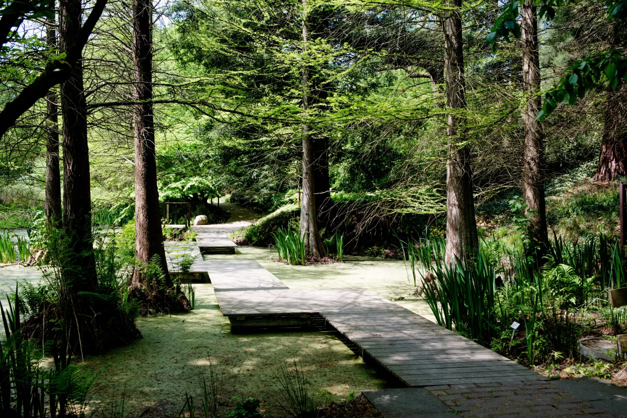 Teich im Botanischen Garten