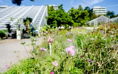 Botanischer GArten in der Sonne, im Vordergrund bunte Blumen, im Hintergrund ein Gewächshaus